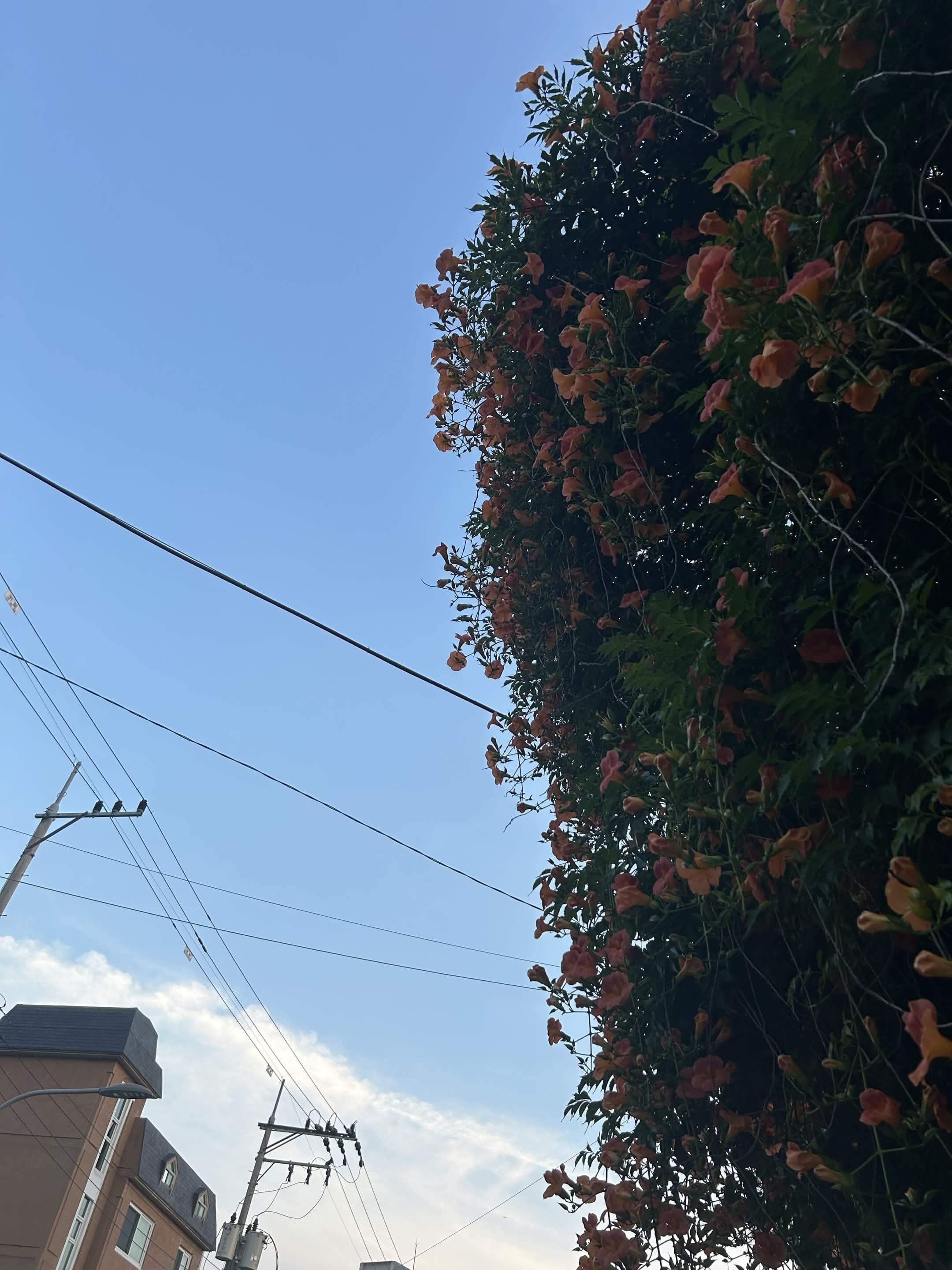 photo of a bush with orange trumpet flowers, seen from below